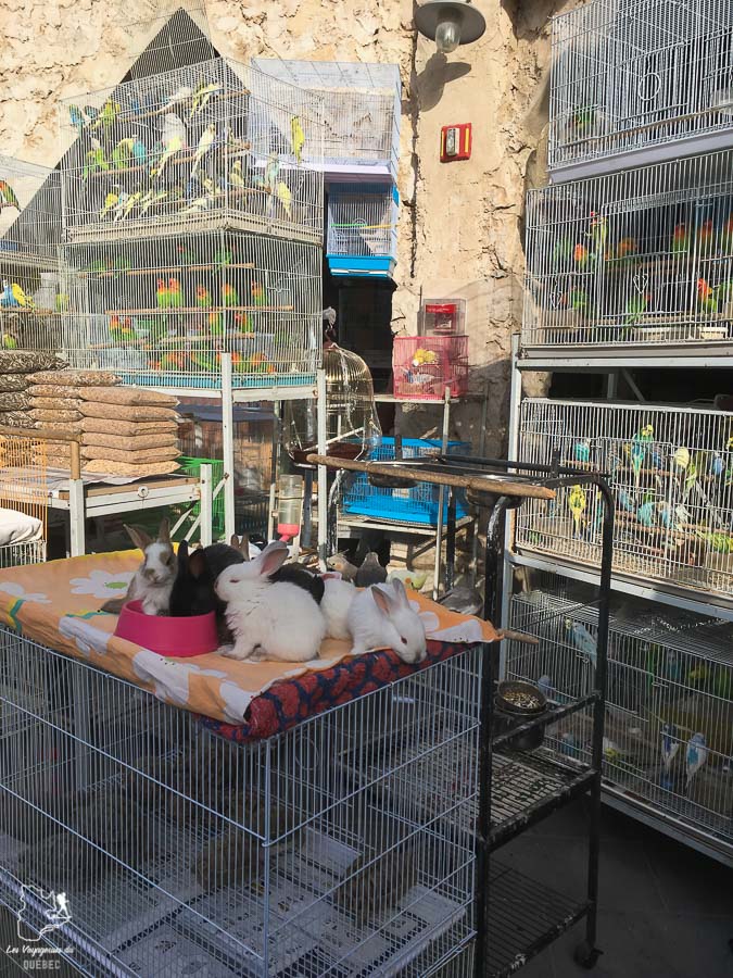 Le marché des oiseaux dans le Souk Wakif à Doha dans notre article Visiter Doha au Qatar : Que faire pendant une escale à Doha de 24 heures #doha #qatar #voyage #escale