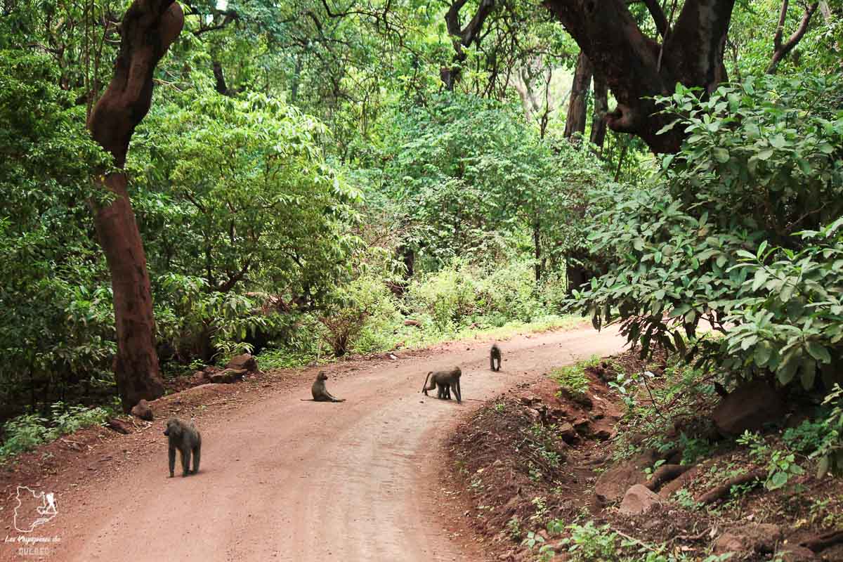 Babouins dans le Parc national Lake Manyara en Tanzanie dans notre article Safari au Kenya et en Tanzanie : comment l’organiser et s’y préparer #kenya #tanzanie #safari #afrique #voyage