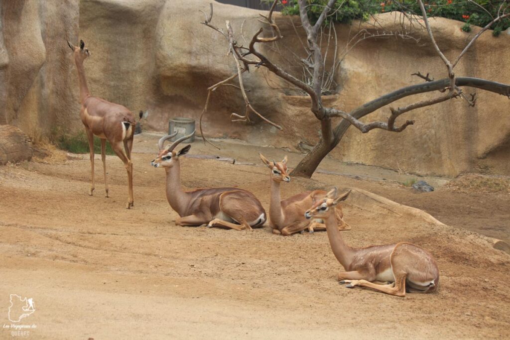 Safari Park de San Diego dans notre article Visiter San Diego aux USA : Que voir et que faire à San Diego en 3 jours #sandiego #californie #usa #voyage