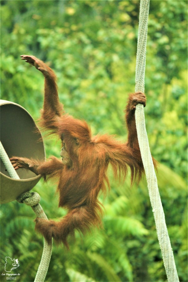 Zoo de San Diego dans notre article Visiter San Diego aux USA : Que voir et que faire à San Diego en 3 jours #sandiego #californie #usa #voyage