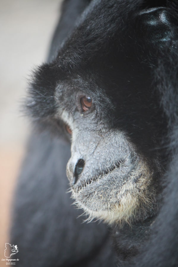 Zoo de San Diego dans notre article Visiter San Diego aux USA : Que voir et que faire à San Diego en 3 jours #sandiego #californie #usa #voyage