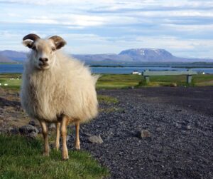 Mouton devant un paysage islandais dans notre article 5 jours en Islande : Road trip en dehors des itinéraires classiques #islande #roadtrip #europe