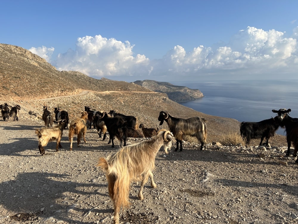 Chèvres à Balos sur l'île de Crète dans notre voyage organisé entre femmes en Grèce #crete #grece #voyage #femme #voyageorganise #europe
