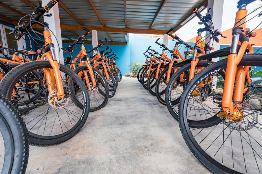 Location de vélos pour le voyage organisé sur l'île de Curaçao entre femmes #curacao #antilles #caraibes #voyageentrefemmes #voyage #voyagedegroupe #voyageorganise