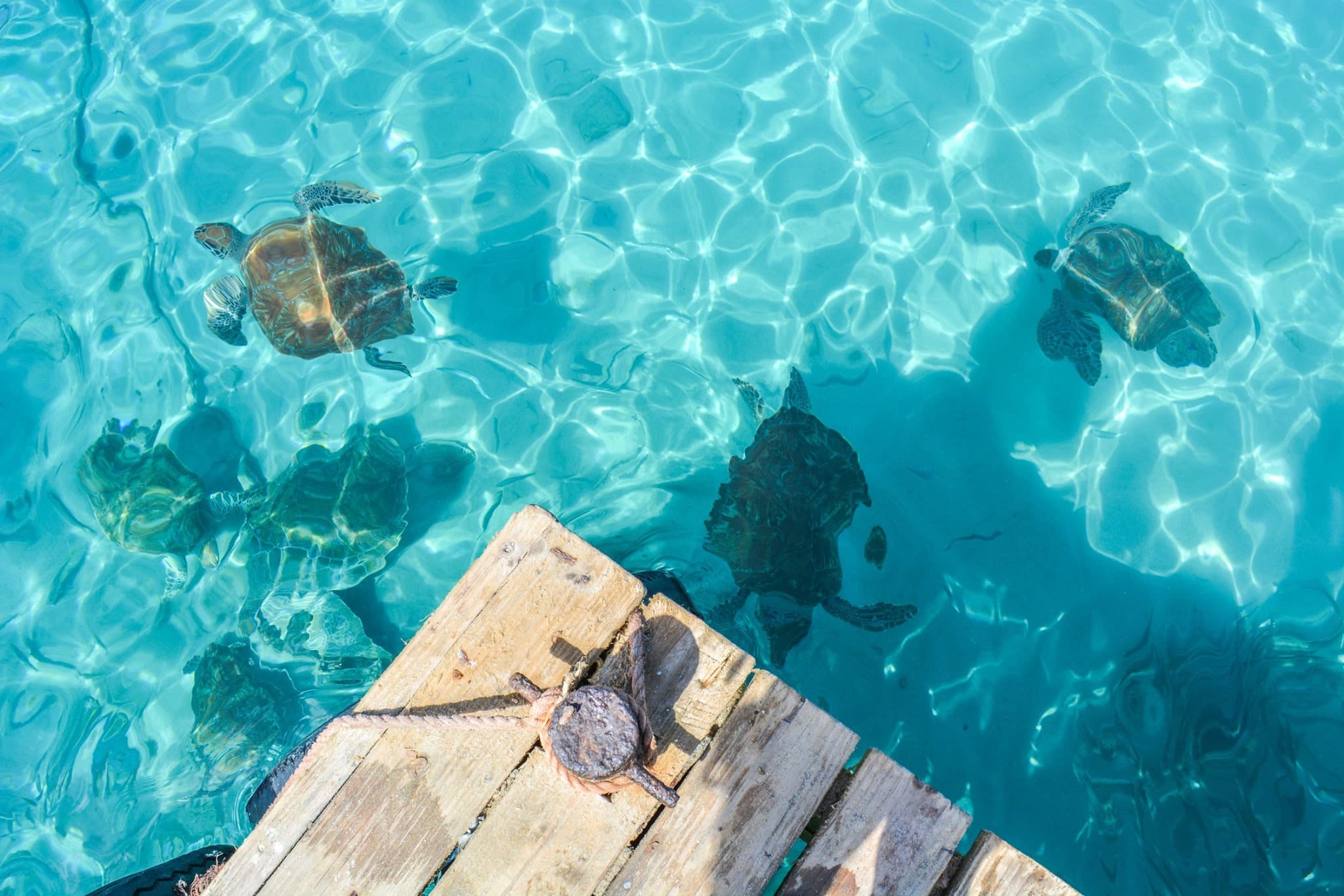 Voyage organisé sur l'île de Curaçao entre femmes #curacao #antilles #caraibes #voyageentrefemmes #voyage #voyagedegroupe #voyageorganise