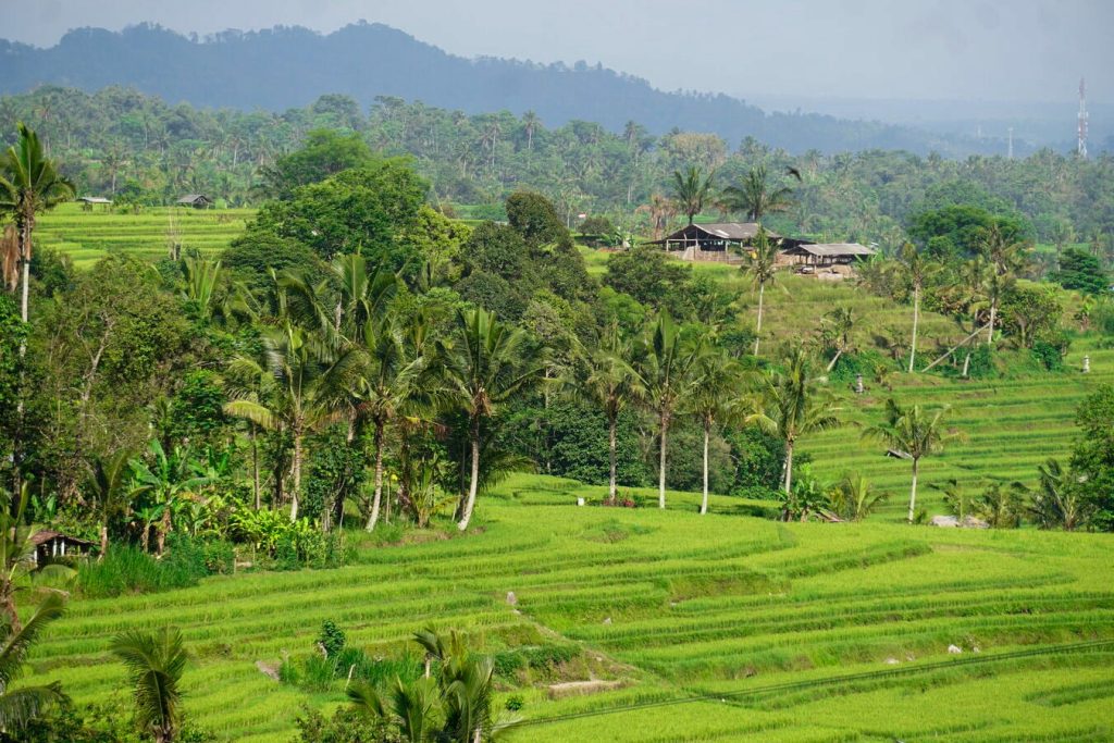 Rizières en terrasses de Jatiluwih un incontournable à voir lors d'un voyage à Bali avec les femmes du groupe organisé en voyage à Bali #bali #voyage #femme #voyageorganise