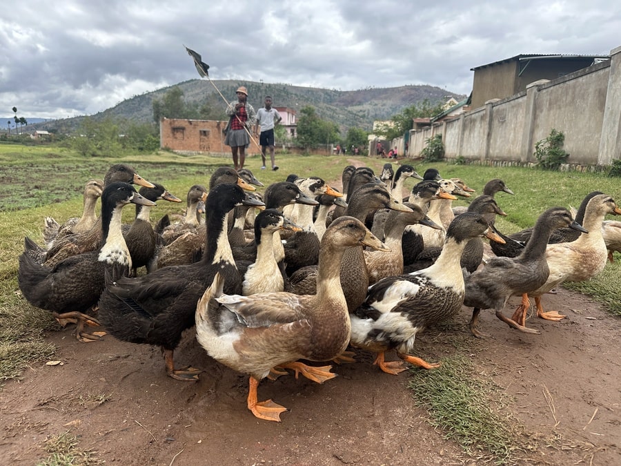 Colonie de canards dans la campagne à voir dans notre voyage organisé en petit groupe à Madagascar #Madagascar #voyageentrefemmes #voyage #voyagedegroupe #voyageorganise