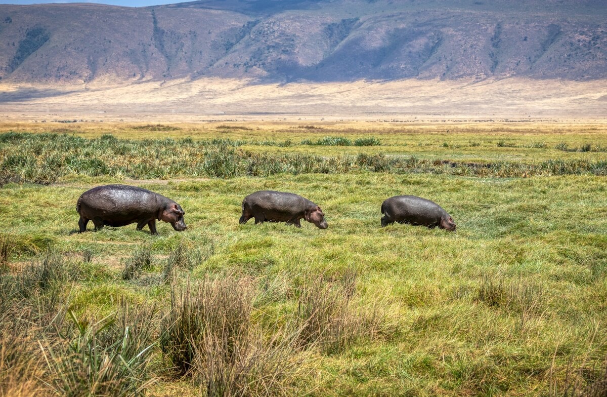 Observer les hippopotames en safari dans le cratère du Ngorongoro en Tanzanie avec les voyageuses du Québec groupe organisé #Tanzanie #safari #voyageentrefemmes #voyage #voyagedegroupe #voyageorganise