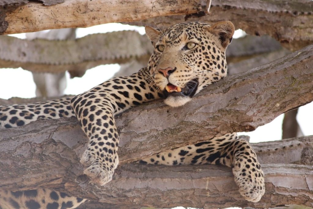 Léopard dans un arbre au Serengeti dans notre Voyage en Tanzanie organisé en petit groupe de femmes #Tanzanie #safari #voyageentrefemmes #voyage #voyagedegroupe #voyageorganise