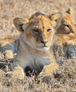 Voir des lionceaux en safari en Tanzanie dans notre Voyage en Tanzanie organisé en petit groupe de femmes #Tanzanie #safari #voyageentrefemmes #voyage #voyagedegroupe #voyageorganise
