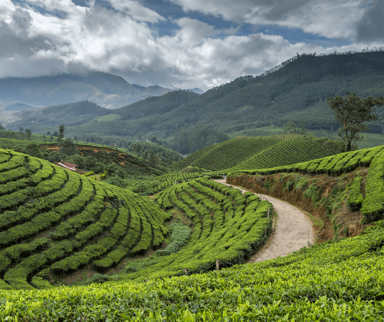 Marcher parmi les plantations de thé à Munnar, dans notre Voyage en Inde du sud organisé en petit groupe de femmes #Inde #Indedusud #voyageentrefemmes #voyage #voyagedegroupe #voyageorganise