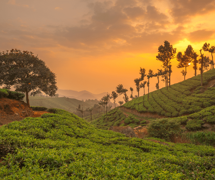 Plantation d'épices à Munnar, dans notre Voyage en Inde du sud organisé en petit groupe de femmes #Inde #Indedusud #voyageentrefemmes #voyage #voyagedegroupe #voyageorganise
