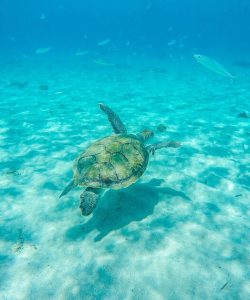 Tortue de mer qui nage en voyage organisé sur l'île de Curaçao entre femmes #curacao #antilles #caraibes #voyageentrefemmes #voyage #voyagedegroupe #voyageorganise