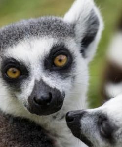 Les lémuriens de Madagascar à voir en voyage organisé avec un petit groupe de femmes #Madagascar #voyageentrefemmes #voyage #voyagedegroupe #voyageorganise