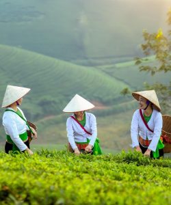 Femmes qui travaillent dans les champs au Vietnam lors de voyage organisé en groupe de femmes #vietnam #voyageentrefemmes #voyage #voyagedegroupe #voyageorganise